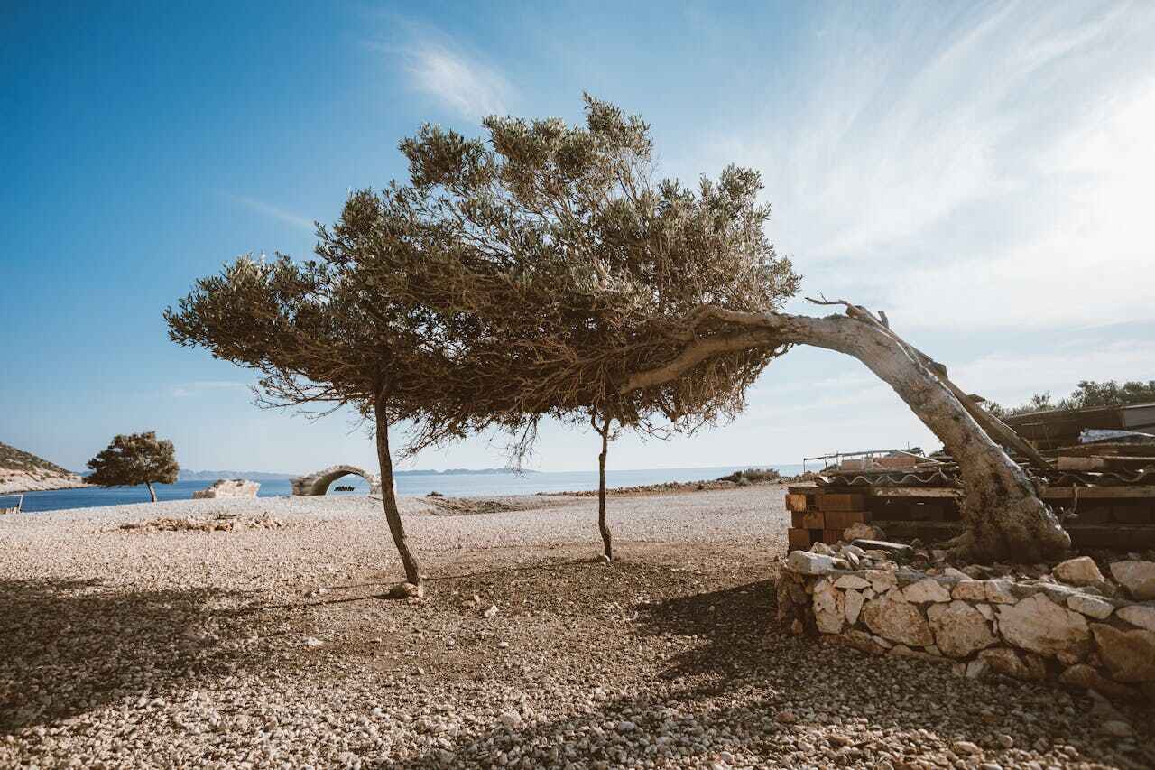 Large Tree Removal